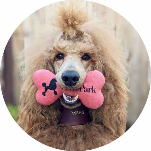 Brown poodle with fluffy hair holding a pink bone-shaped toy in its mouth. The toy has a poodle silhouette and text on it. The dog wears a collar with a name tag. Background is blurred wood fence.