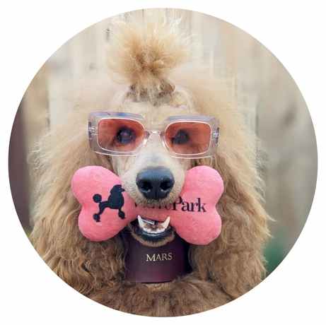 A stylish poodle wearing sunglasses and a fluffy head accessory holds a large pink bone-shaped toy in its mouth, featuring the text Poodle Park and a poodle silhouette. The dog looks straight at the camera.