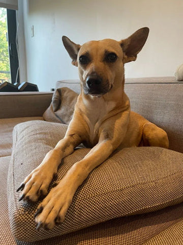 A tan dog with large ears is lying on a textured brown cushion on a sofa. The background shows a window with greenery outside and a beige wall. The dog is looking directly at the camera.