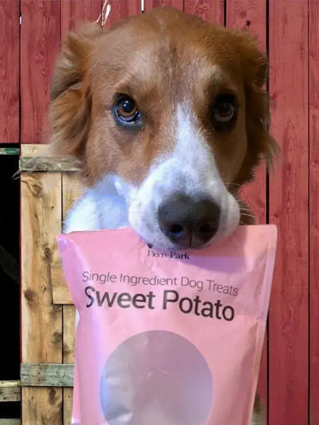 A dog holds a pink bag of Single Ingredient Dog Treats: Sweet Potato in its mouth. The background is a combination of red and wooden panels.