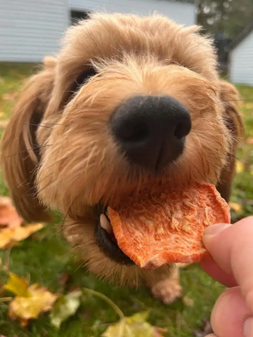 A fluffy dog eagerly bites into a treat held by a person. The dogs nose is prominently in the foreground, with a grassy yard and scattered autumn leaves in the background.
