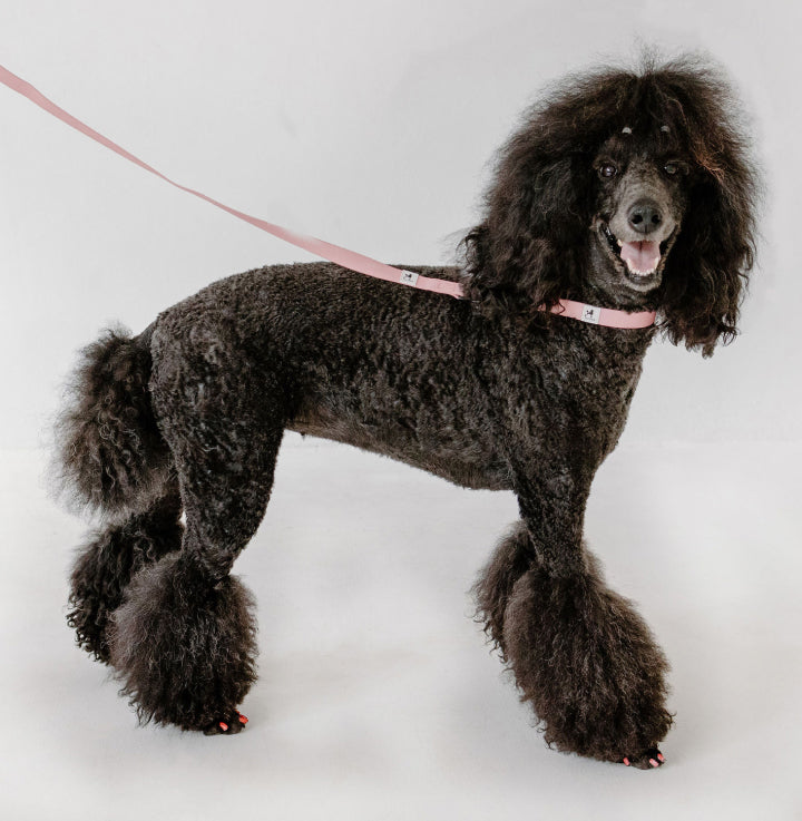 A black Poodle with a fluffy coat stands on a white background. The dog is wearing a pink leash and has styled hair on its legs, tail, and top of the head. It is looking towards the camera with its mouth slightly open.