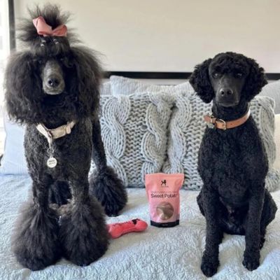 Two black poodles sit on a bed with a gray knitted blanket. One wears a pink bow and necklace, and the other a brown collar. Between them are a pink toy and a bag of sweet potato dog treats.