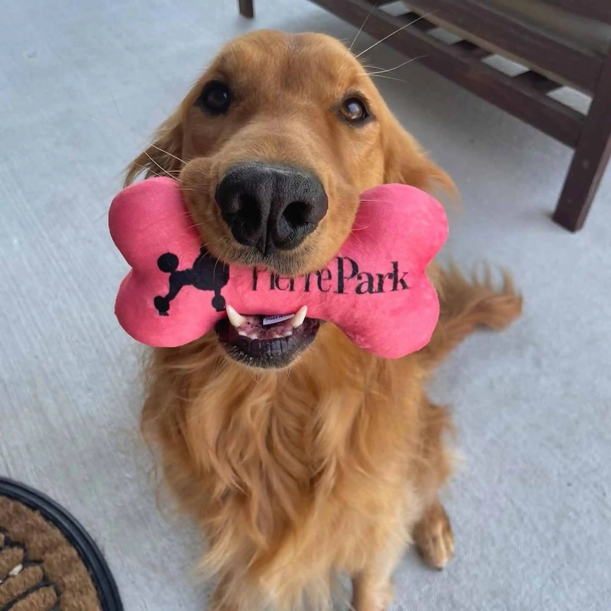 A golden retriever holds a pink dog bone toy in its mouth. The toy has the PierrePark logo printed on it in black. The dog is looking directly at the camera, with its tail visible in the background, standing on a concrete surface.