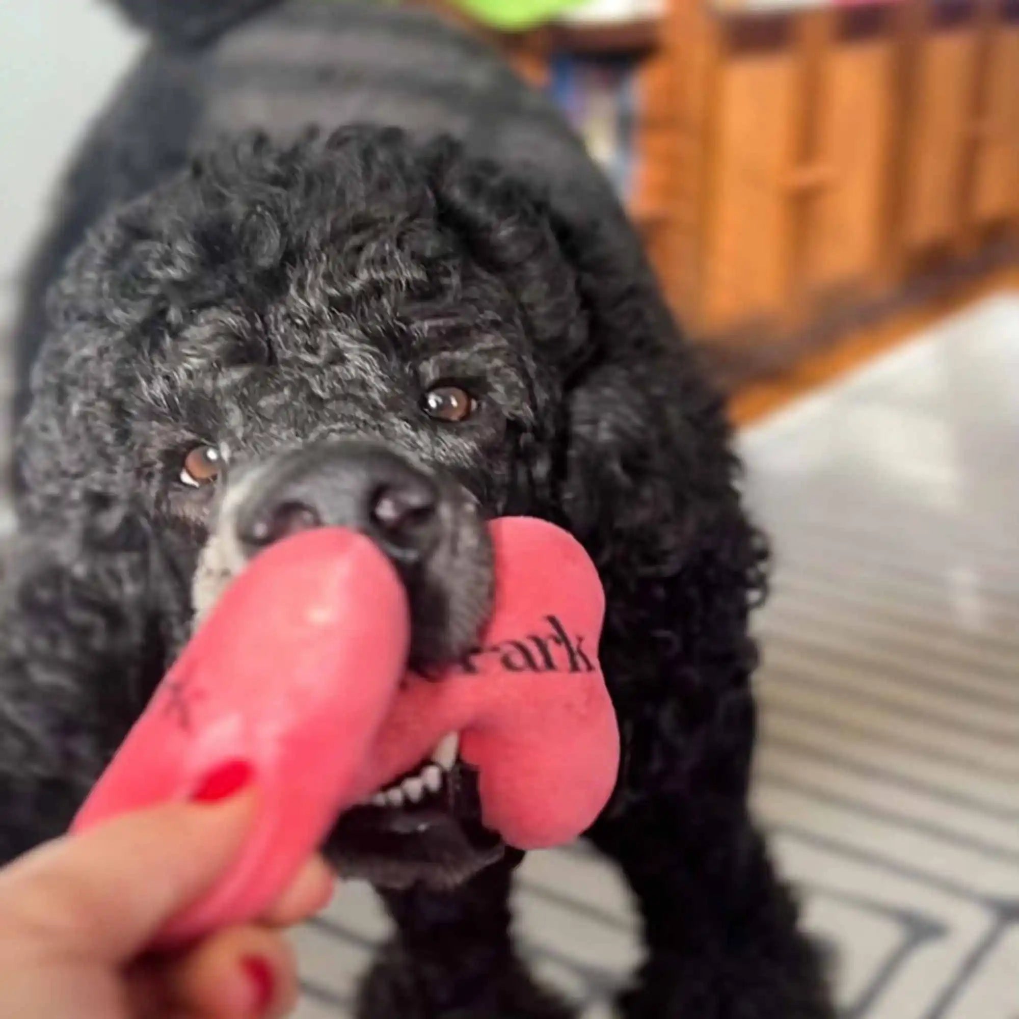 A black curly-haired dog tugs at a pink dog bone toy with its mouth. The toy has the PierrePark logo printed on it in black. A person with red-painted nails is holding the other end of the toy, engaging in a playful tug-of-war with the dog.