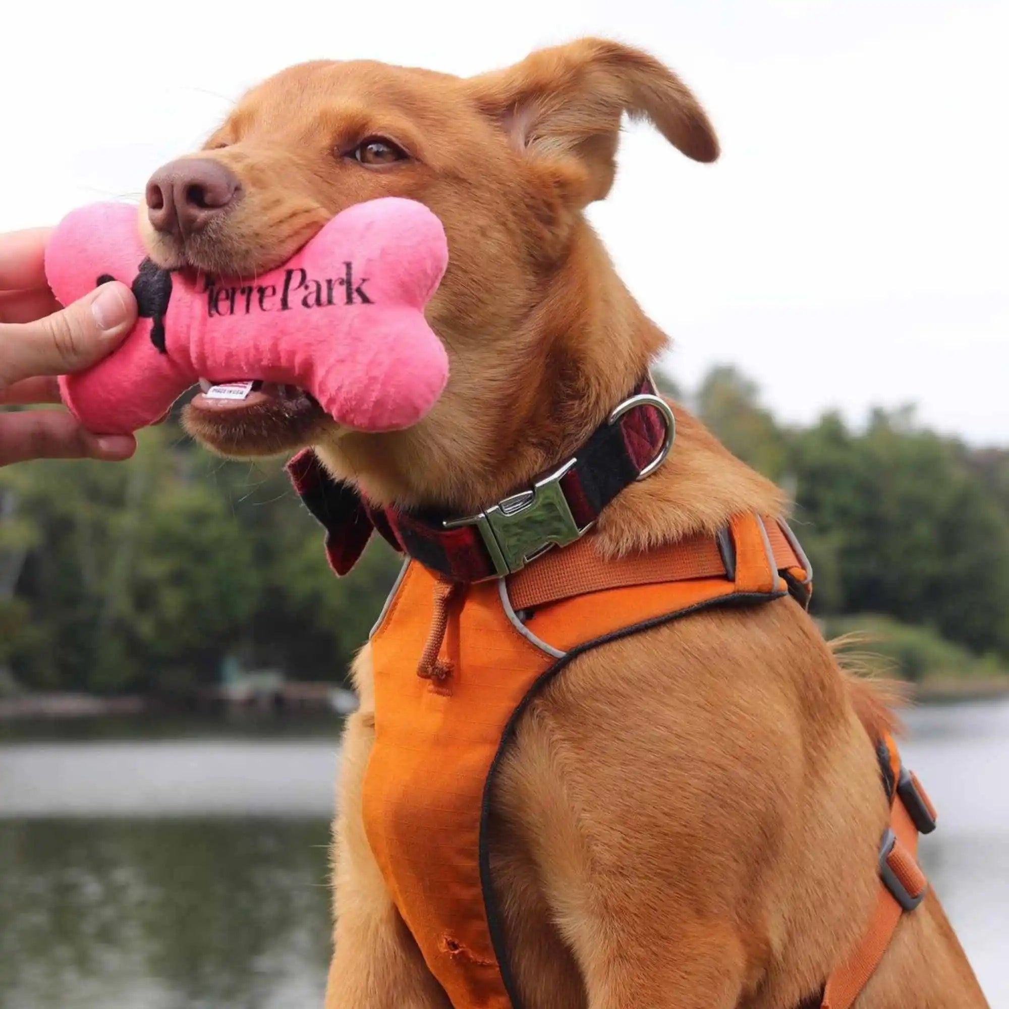 A light brown dog wearing an orange harness holds a pink dog bone toy in its mouth. The toy has the PierrePark logo printed on it in black. A person's hand is gently holding one end of the toy. The background features a lake and trees, suggesting an outdoor setting.