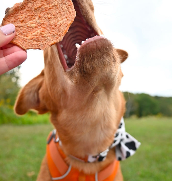 A dog stands outdoors wearing an orange harness and a patterned bandana. Its mouth is open wide, reaching for a treat held by a person. The treat is close to its nose, and the background shows green grass and trees.