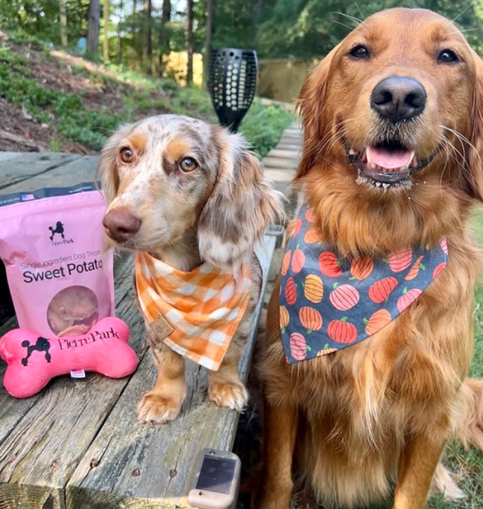 Two dogs wearing patterned bandanas sit outdoors. The dog on the left, with a spotted coat, has an orange checkered bandana. The dog on the right, a golden retriever, wears a pumpkin-patterned bandana. A bag of sweet potato treats is nearby.