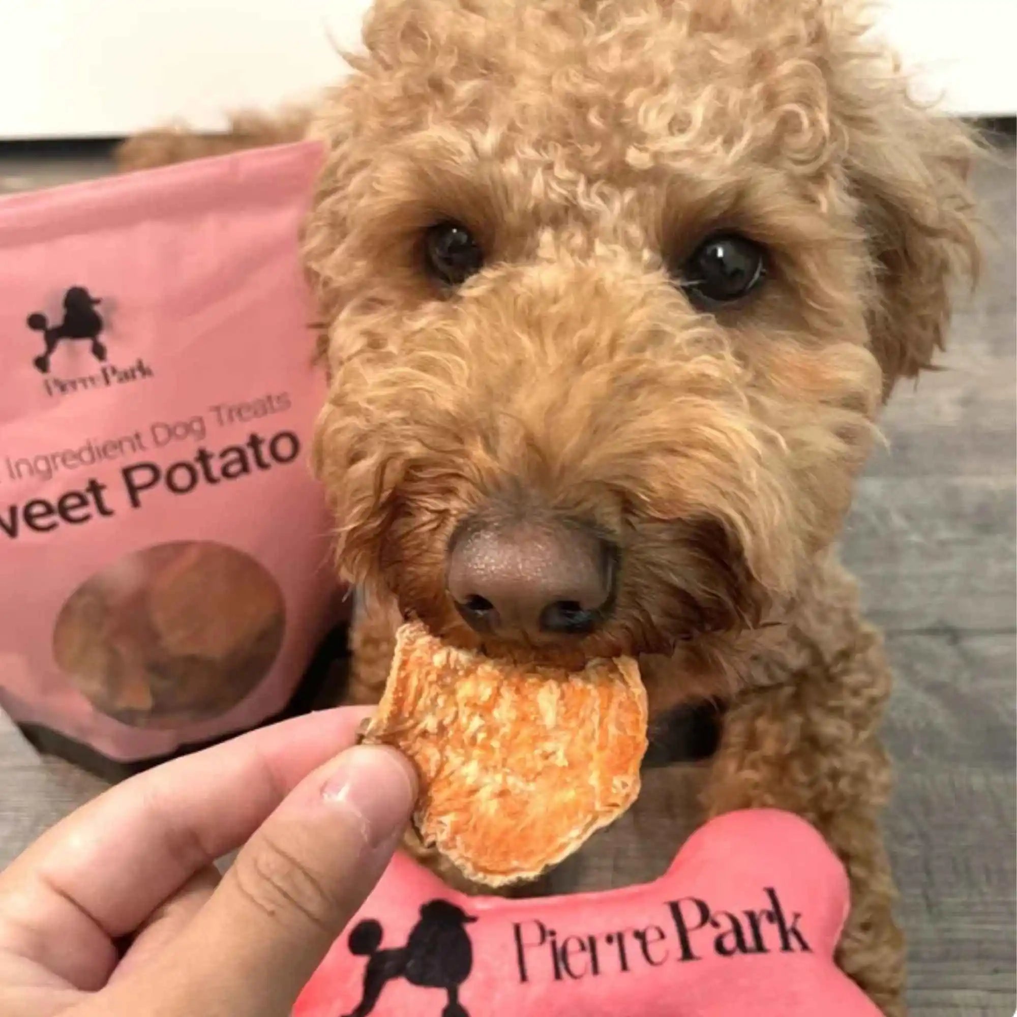 A close-up of a brown poodle gently biting a sweet potato dog treat held by a person, with a bag of PierrePark single ingredient dog treats visible in the background, illustrating the natural and appealing quality of the treats for pets.