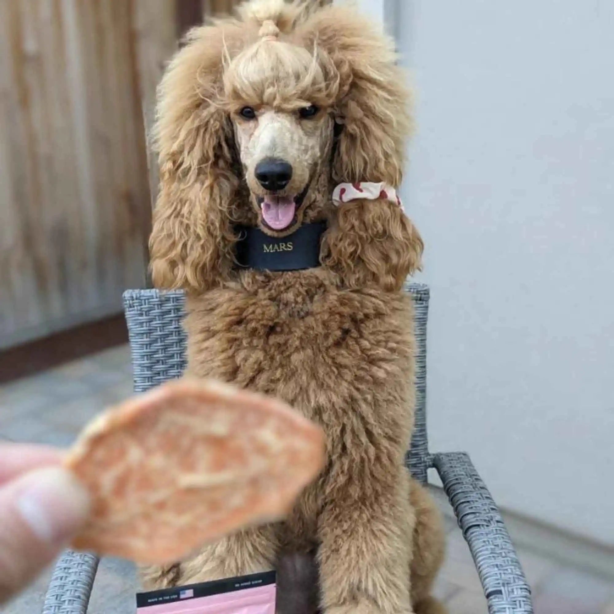 A brown poodle named Mars excitedly anticipating a sweet potato dog treat, seated on a wicker chair with a bag of PierrePark treats nearby, illustrating the treat's appeal to dogs.