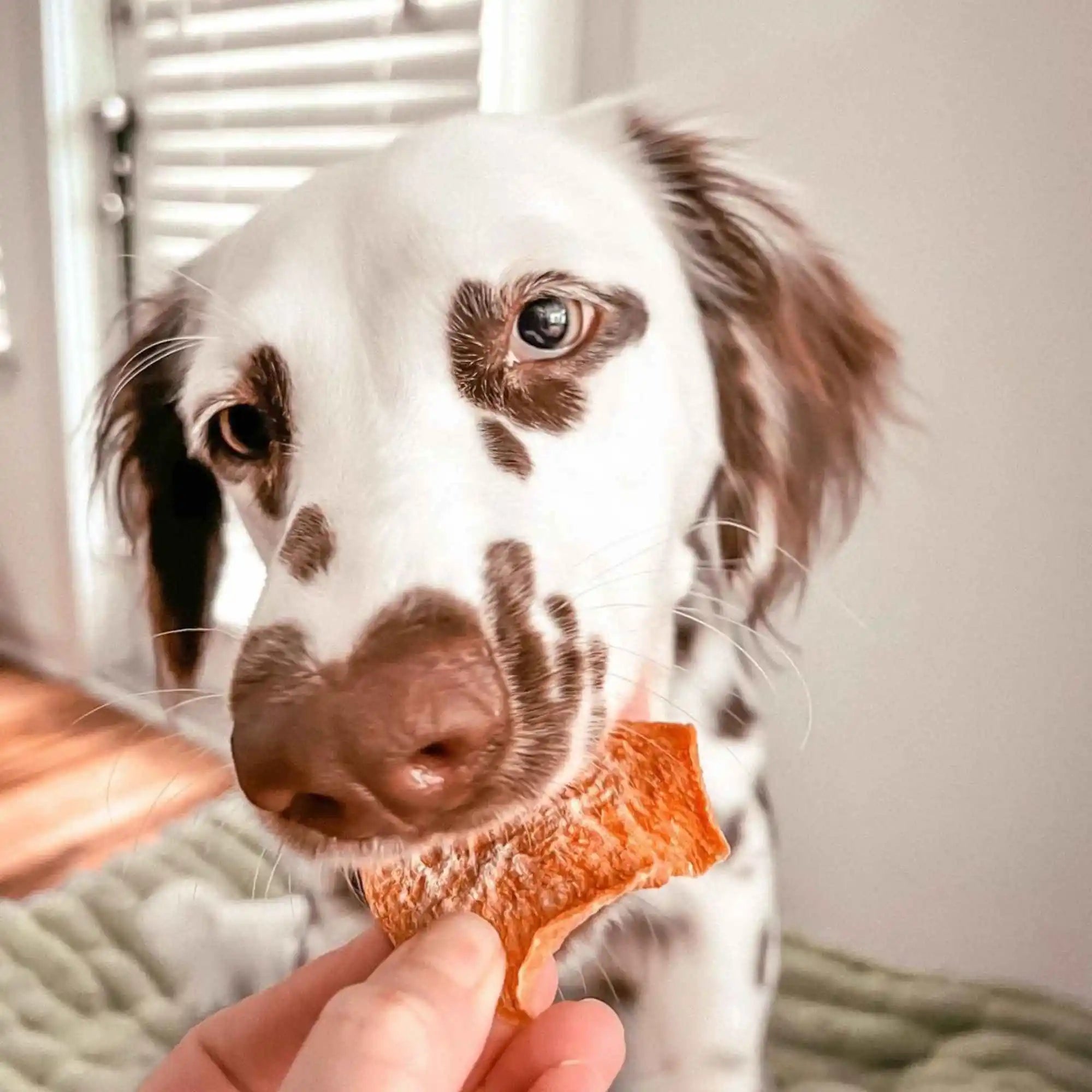 Close-up of a Dalmatian with distinctive brown and black spots, eagerly sniffing a sweet potato dog treat held in a person's hand, showcasing the treat's appeal to dogs.