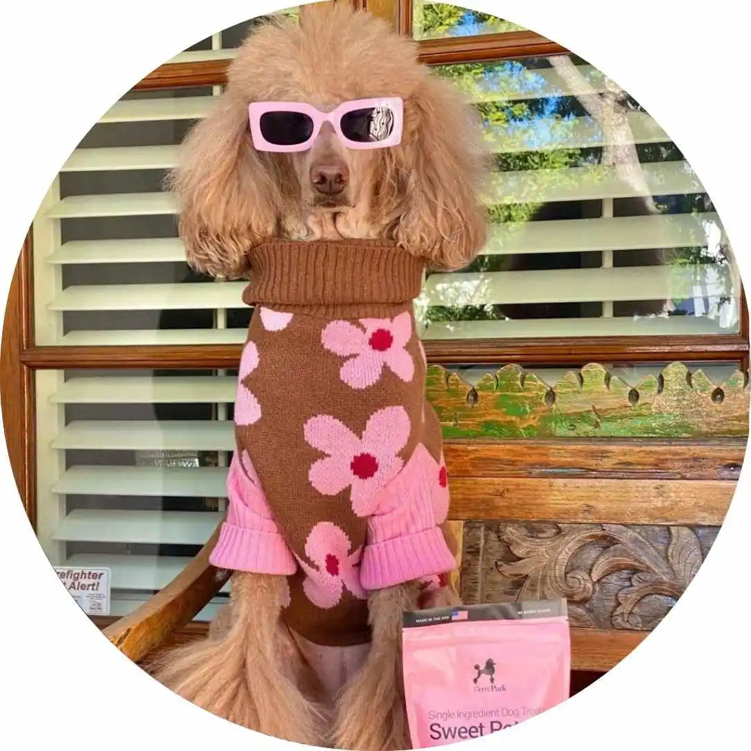 Poodle wearing pink sunglasses and a brown sweater with pink flowers, sitting on a wooden bench. Theres a pack of dog treats labeled Sweet Potato in front of it. The background features a window with partially closed blinds.