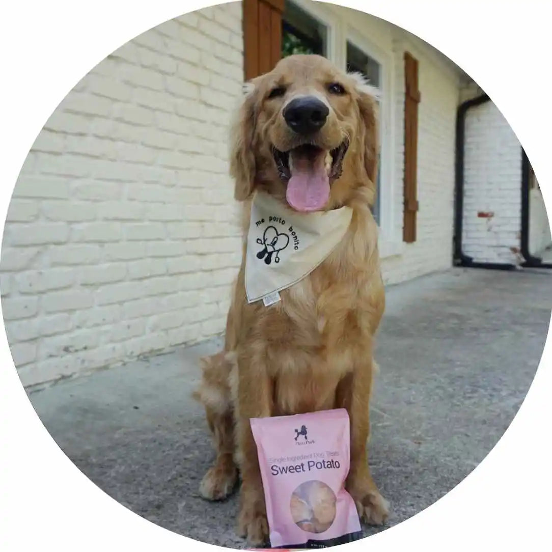 Golden retriever wearing a bandana sits on a concrete floor outside a house with white brick walls and brown shutters. The dog is next to a pink bag labeled Sweet Potato. The dogs mouth is open, showing its tongue.