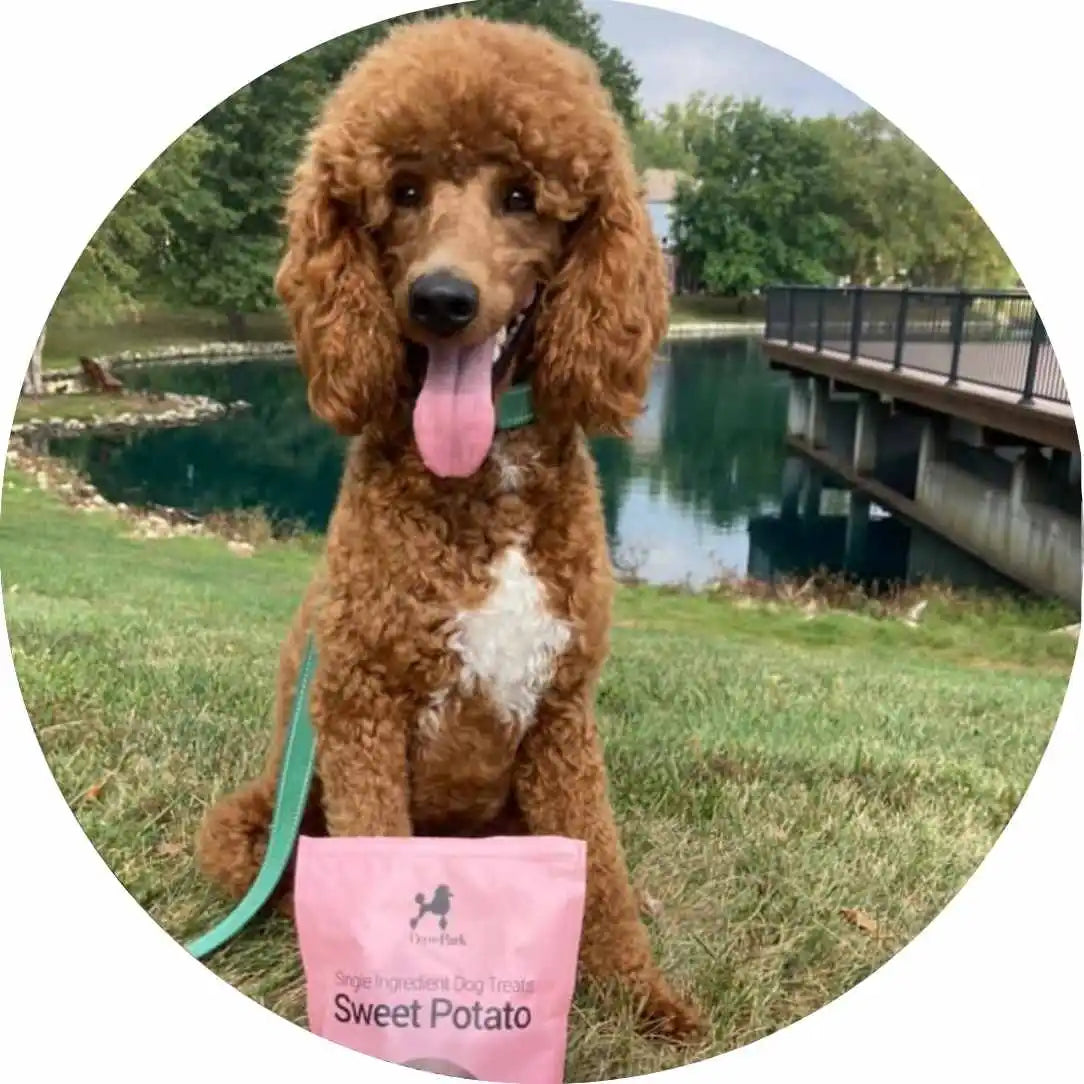 A curly-haired brown poodle sits on grass with a bag of sweet potato dog treats in front. A pond and bridge are visible in the background, surrounded by trees. The dog looks happy with its tongue out.
