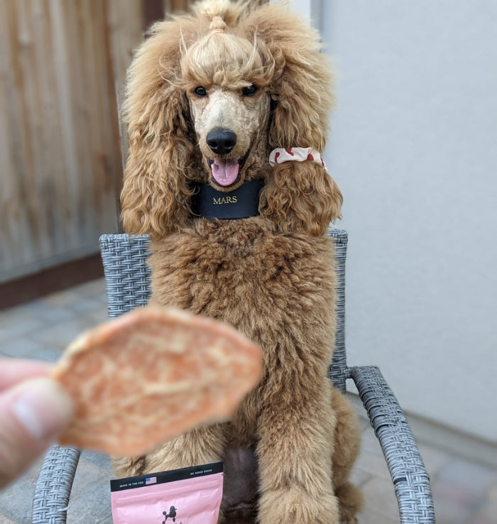 A fluffy poodle with a fancy haircut sits on a wicker chair, wearing a name tag that says Mars. The dogs attention is focused on a hand holding a treat in the foreground. A pack of dog treats is on the seat in front of the poodle.