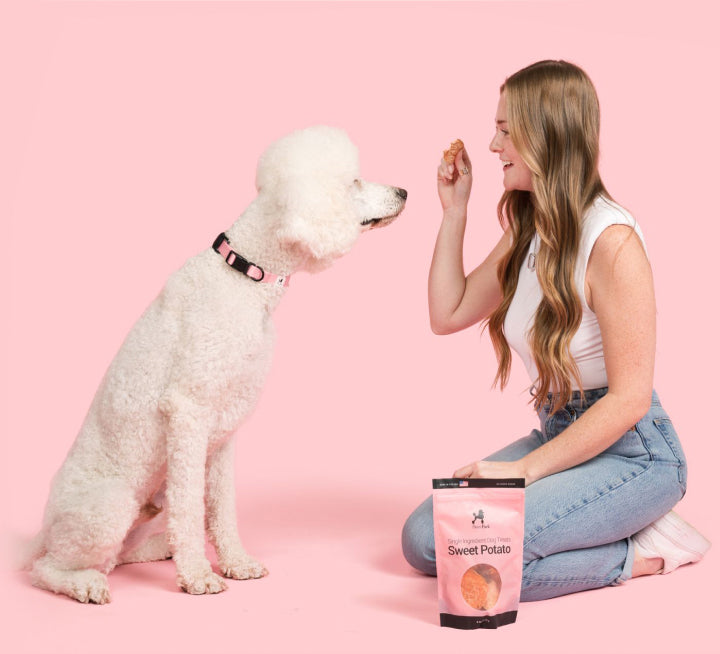 A woman with long hair and a white top is kneeling and holding a dog treat in front of a sitting white poodle. They are on a pink background, and a bag labeled Sweet Potato is in the foreground.