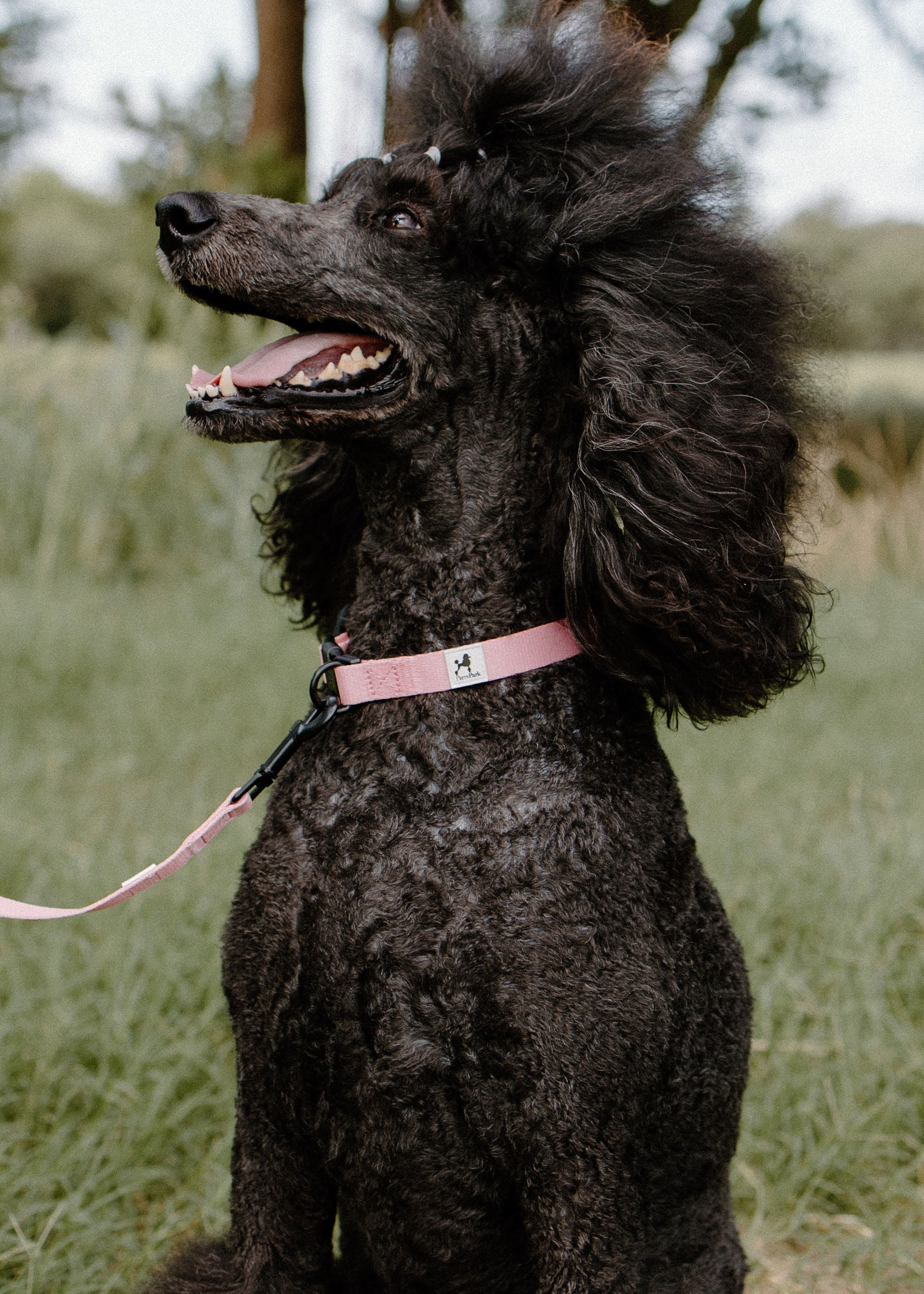 A black poodle with curly fur sits on green grass, looking to the side with its mouth open. The dog is wearing The Pink Dog Collar by PierrePark. Trees and blurred greenery are in the background.