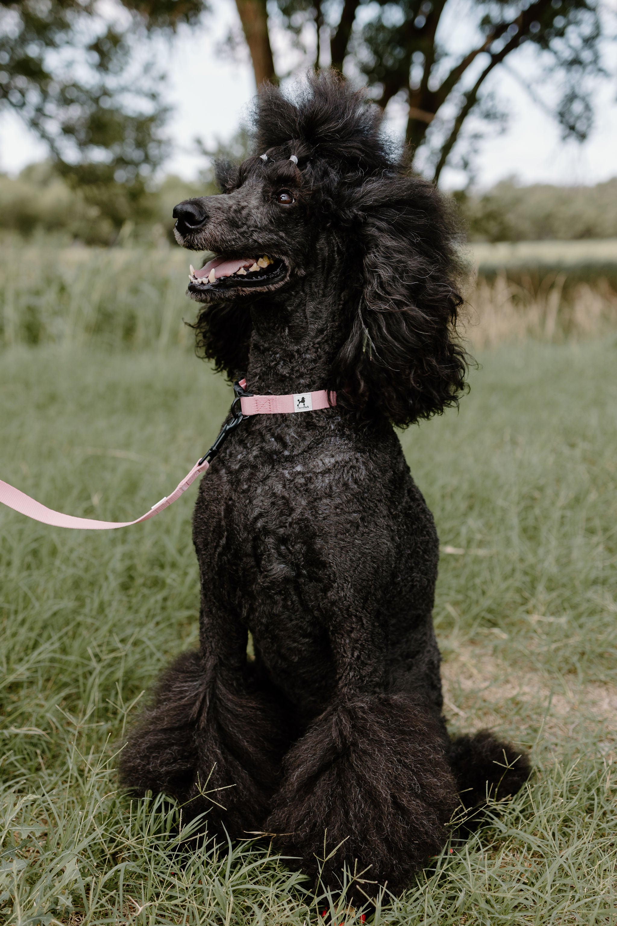 A black poodle with a fluffy coat sits on green grass outdoors, wearing PierreParks The Pink Dog Collar and matching leash. Trees and grass fill the background, set against a clear sky.