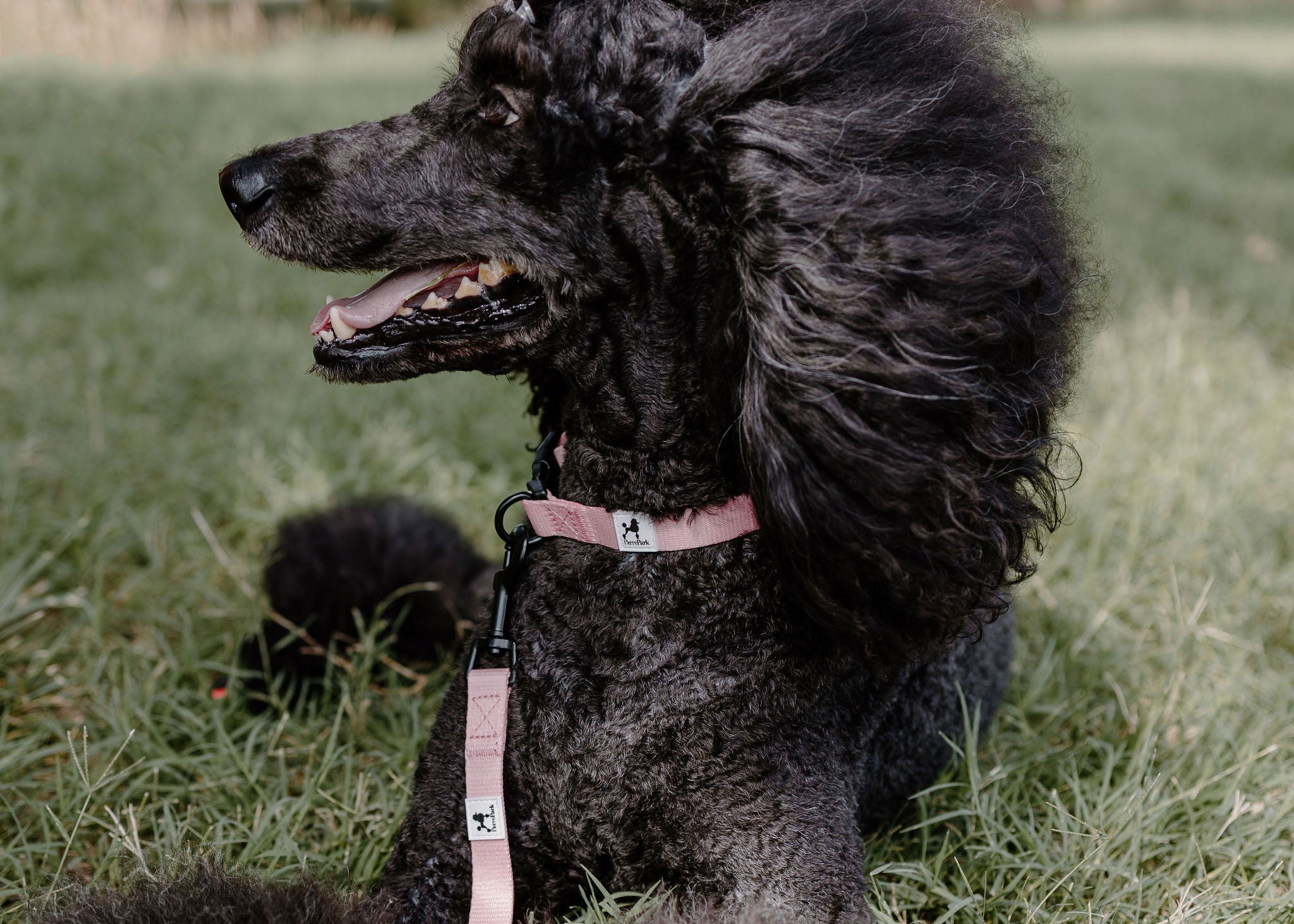 A black poodle with fluffy fur lies on the grass, wearing The Pink Dog Collar from PierrePark. Its head is turned to the side with its mouth slightly open, showing a content expression.