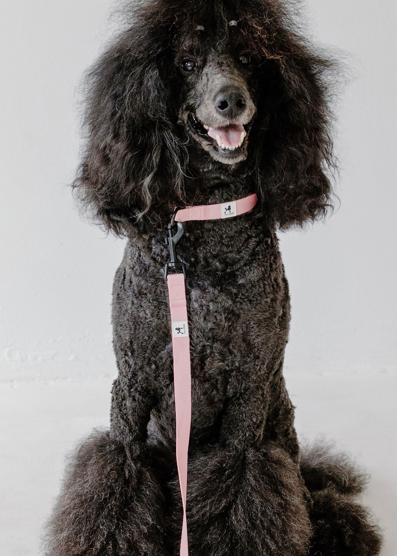 A black poodle with a curly coat faces the camera, wearing The Pink Dog Leash by PierrePark, along with a matching collar. The background is plain and light.