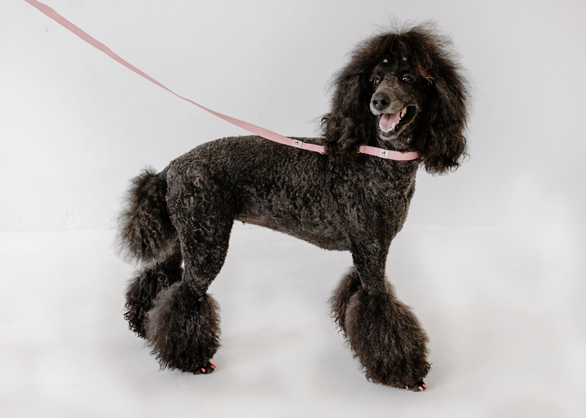 A black poodle with a fluffy coat and styled fur stands on a white background. It sports PierreParks The Pink Dog Leash, enhancing its especially fluffy legs and ears. The dog gazes to the side, looking happy and alert.