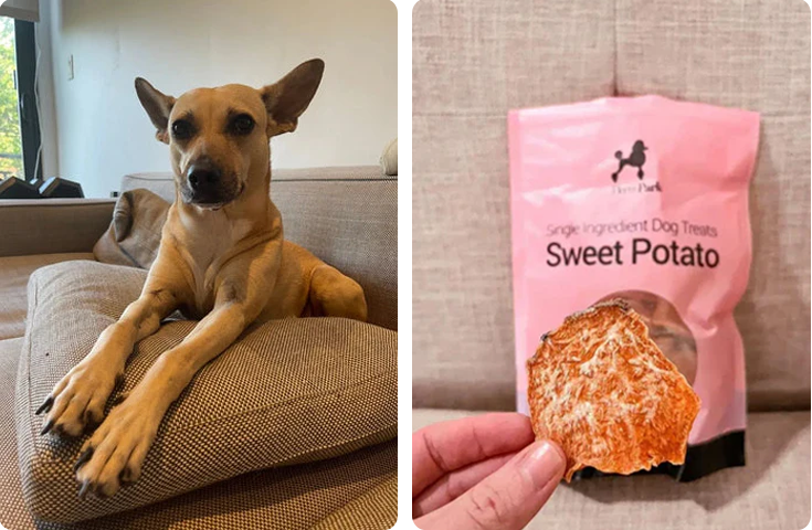 A brown dog lies on a couch with its front legs crossed, looking at the camera. Beside it, a hand holds a sweet potato dog treat in front of a pink package labeled Single Ingredient Dog Treats: Sweet Potato.