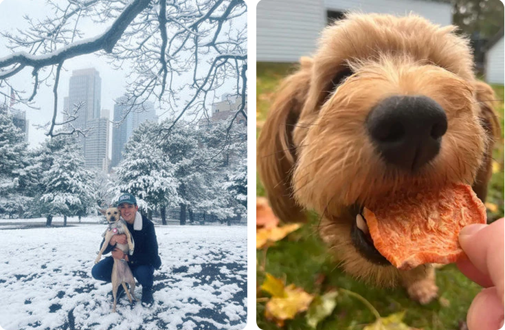 Left image: A person kneels in snow-covered park, holding a small dog. Skyscrapers and snowy trees are in the background. Right image: A fluffy dog eagerly reaches for a treat held by a hand, with autumn leaves on the ground.