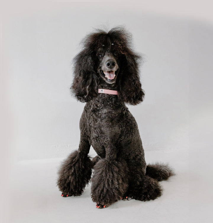 A black poodle with a fluffy coat and styled fur sits against a plain white background. The dog is wearing a light pink collar and has neatly trimmed fur on its legs. Its mouth is open, giving the appearance of a smile.