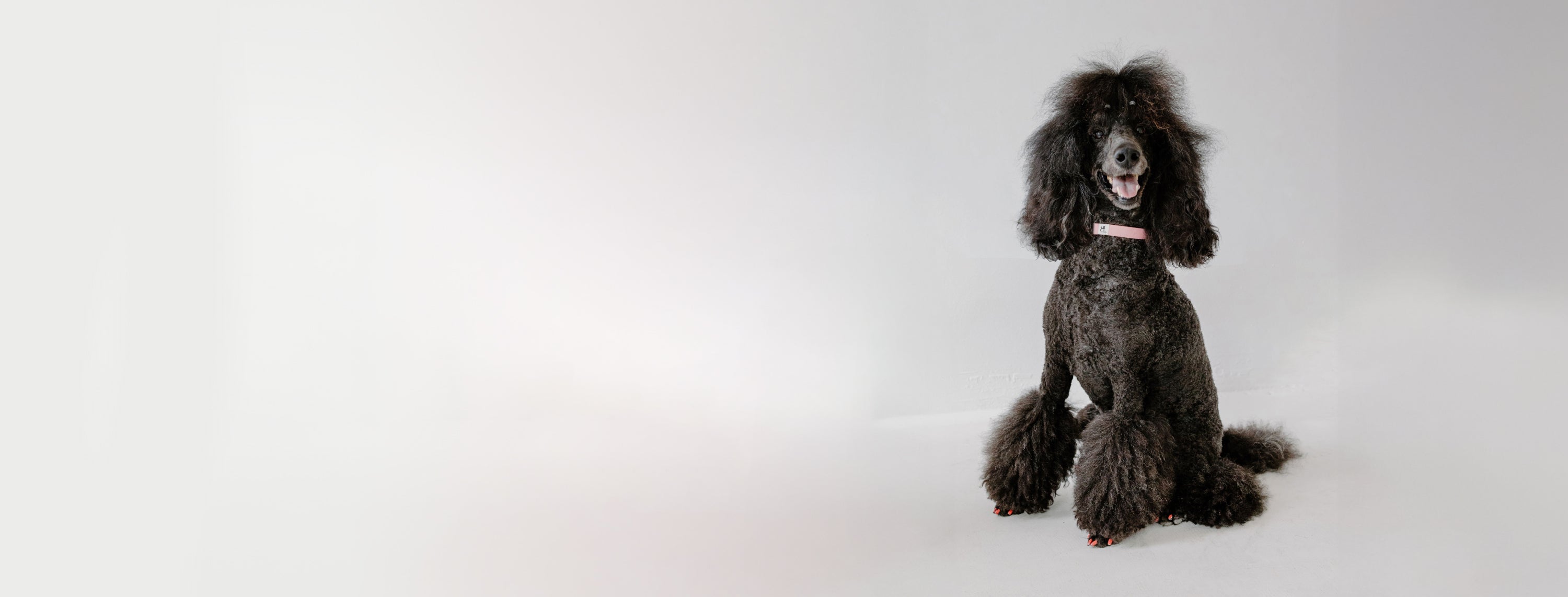 A black poodle sitting on a light, plain background. The dog has fluffy fur, a trimmed hairstyle, and a pink collar. The poodle is looking at the camera with its mouth slightly open.