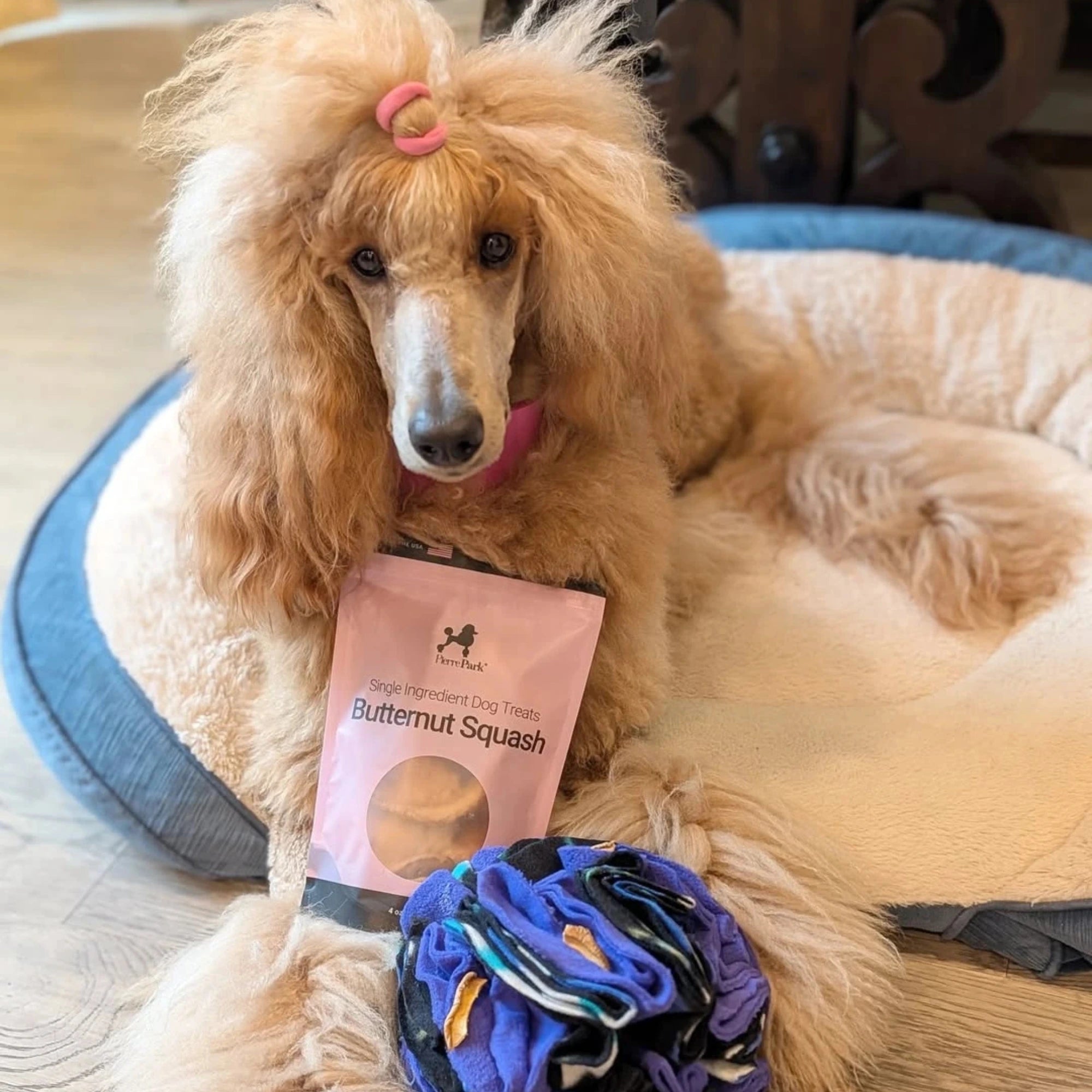 A fluffy poodle with a pink hair tie sits on a dog bed, holding butternut squash treats. Next to the dog is the PierrePark Snuffle Ball, an interactive toy that adds mental enrichment and fun options for play.