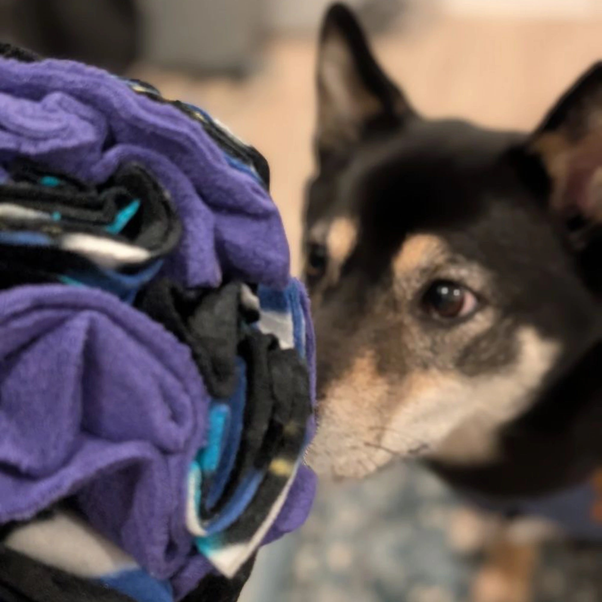 A black and tan dog curiously sniffs a stack of colorful, rolled clothing as if searching for the PierrePark Snuffle Ball, an interactive puzzle toy perfect for mental enrichment. The softly blurred background adds to the scene.