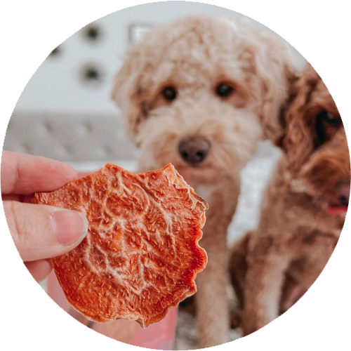 A hand holds a dried treat shaped like a leaf in the foreground. In the background, two small, fluffy dogs, one beige and one brown, are sitting and looking at the treat expectantly. The scene is indoors.