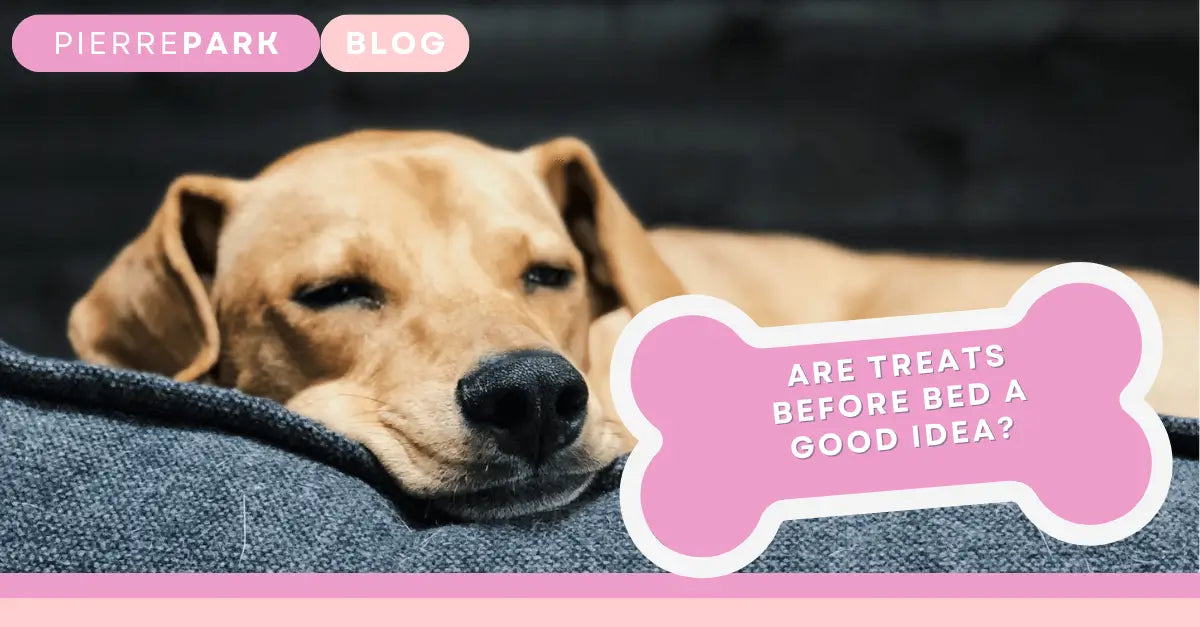 Should I Give My Dog A Treat Before Bed? A Complete Guide