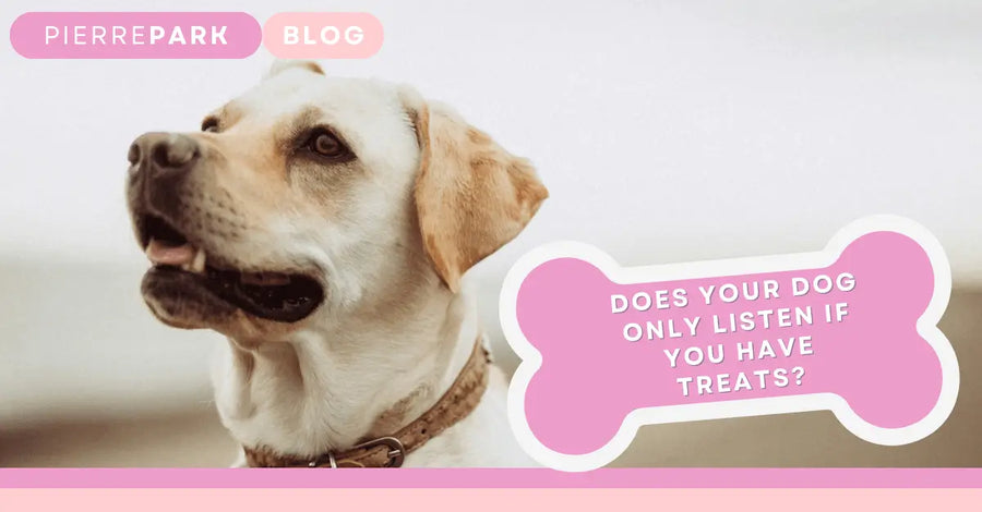 My Dog Only Listens When I Have Treats: Overcoming the Treat Dependency