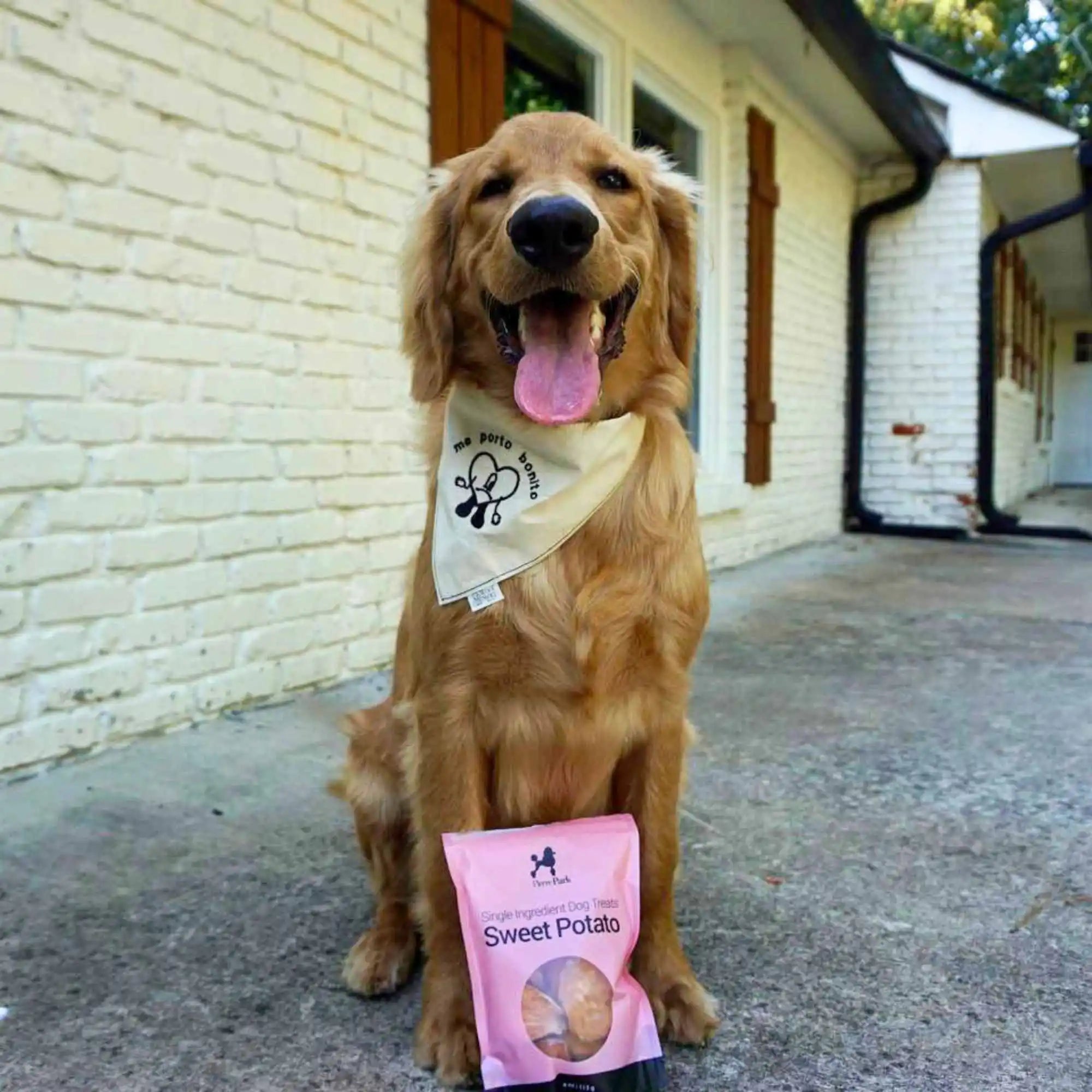 A happy golden retriever sitting proudly in front of a house, wearing a bandana and posing next to a bag of PierrePark single ingredient sweet potato dog treats, showcasing the pet-friendly and appealing nature of the product.