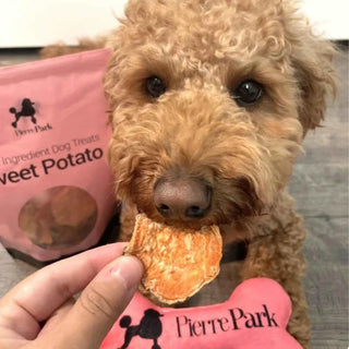 A close-up of a brown poodle gently biting a sweet potato dog treat held by a person, with a bag of PierrePark single ingredient dog treats visible in the background, illustrating the natural and appealing quality of the treats for pets.