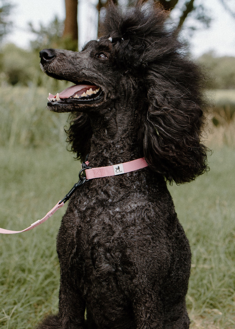 The Pink Dog Collar