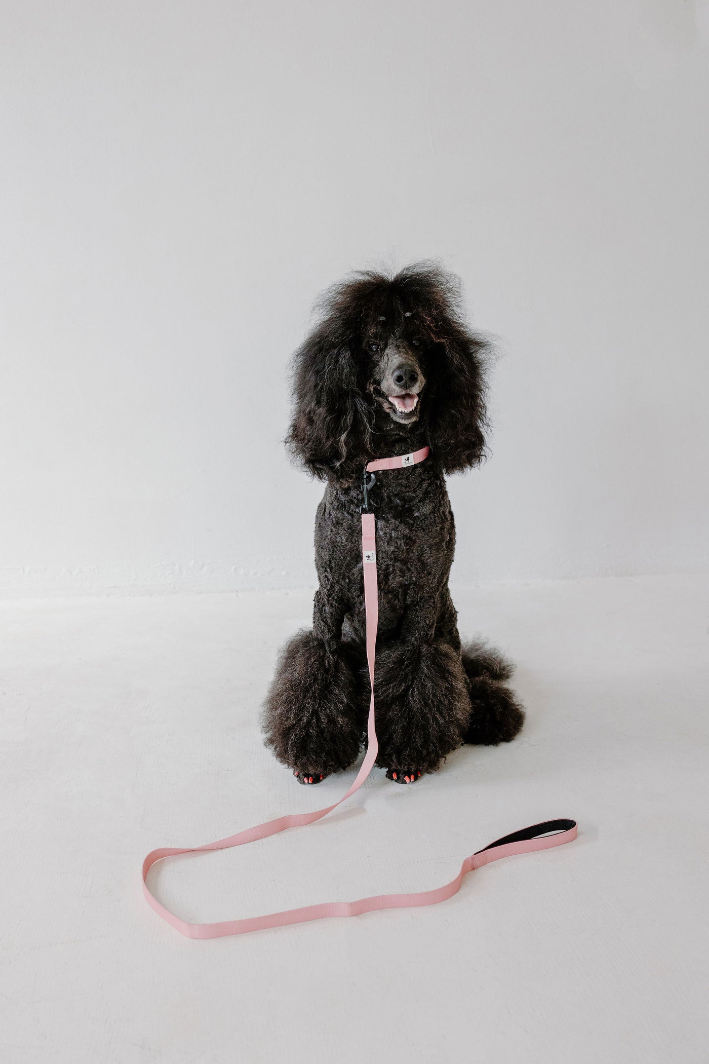 A black standard poodle with a fluffy coat is sitting on a white floor, wearing PierreParks Pink Dog Leash. The leash extends in front of it against the plain white background, highlighting the dog.