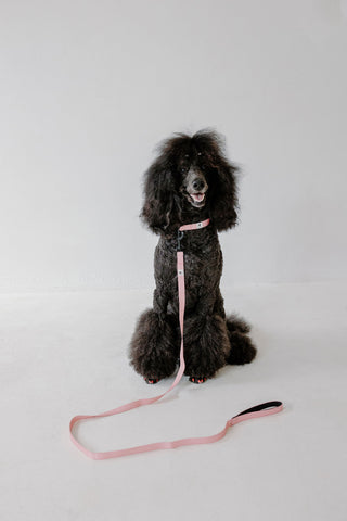 A black standard poodle with a fluffy coat is sitting on a white floor, wearing PierreParks Pink Dog Leash. The leash extends in front of it against the plain white background, highlighting the dog.